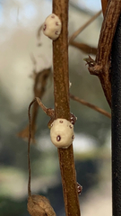 Ceroplastes sinensis