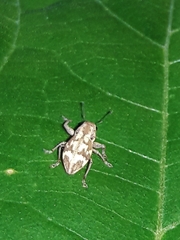 Parapantomorus fluctuosus