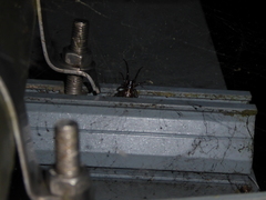 Steatoda nobilis