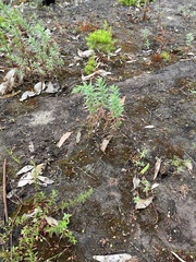 Epilobium hirtigerum