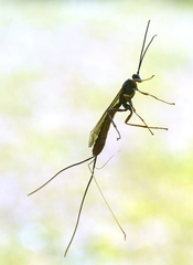 Dolichomitus irritator