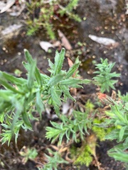 Epilobium hirtigerum
