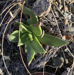 Dudleya lanceolata
