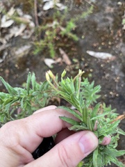 Epilobium hirtigerum