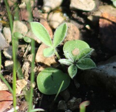 Lupinus texensis