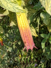 Brugmansia sanguinea