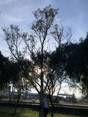 Prosopis glandulosa