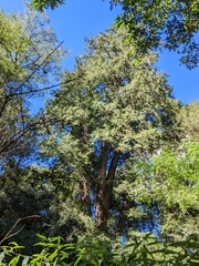 Chamaecyparis formosensis