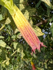 Brugmansia sanguinea
