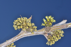 Mimozyganthus carinatus