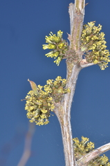 Mimozyganthus carinatus