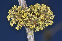 Mimozyganthus carinatus