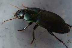 Harpalus dimidiatus