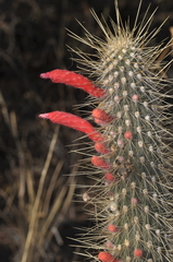 Cleistocactus baumannii