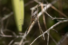 Hemicordulia continentalis