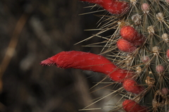 Cleistocactus baumannii