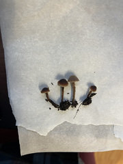 Macrocystidia cucumis