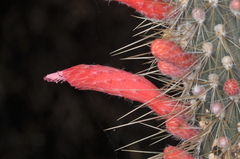 Cleistocactus baumannii