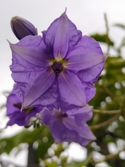 Solanum wendlandii