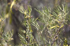Senna artemisioides artemisioides