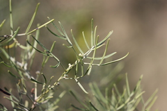 Senna artemisioides artemisioides