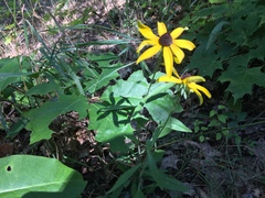 Rudbeckiinae