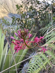 Epidendrum secundum