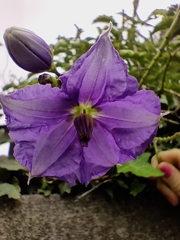 Solanum wendlandii