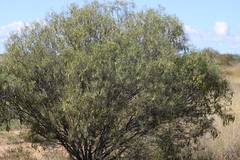 Senna artemisioides artemisioides