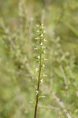 Prasophyllum odoratum