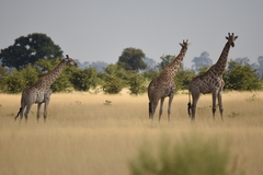 Giraffa camelopardalis