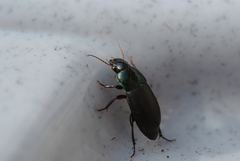 Harpalus dimidiatus