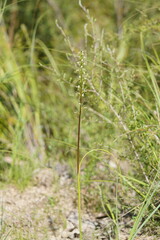 Prasophyllum odoratum