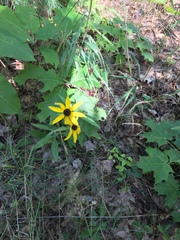Rudbeckiinae