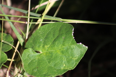 Gonolobus suberosus