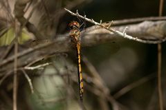 Hemicordulia continentalis