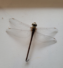 Triacanthagyna septima