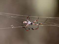 Trichonephila edulis