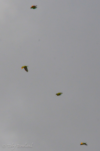 Brotogeris chrysoptera