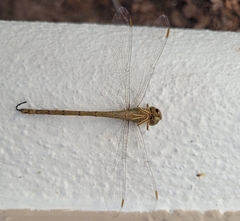 Triacanthagyna septima