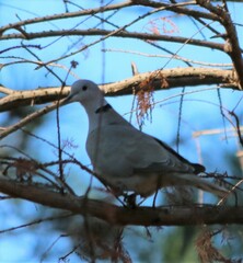 Streptopelia decaocto