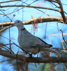 Streptopelia decaocto