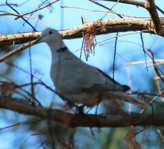 Streptopelia decaocto