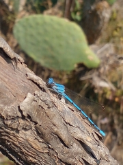 Argia anceps