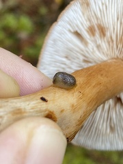 Arion intermedius