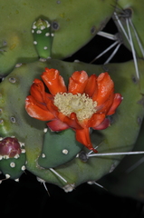 Opuntia quimilo
