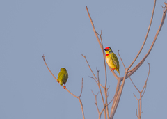 Psilopogon haemacephalus