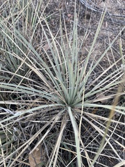 Yucca glauca