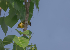 Psilopogon haemacephalus