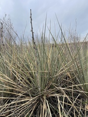 Yucca glauca
